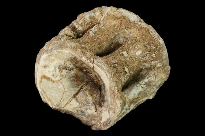 Fossil Xiphactinus (Cretaceous Fish) Vertebra - Kansas #139302